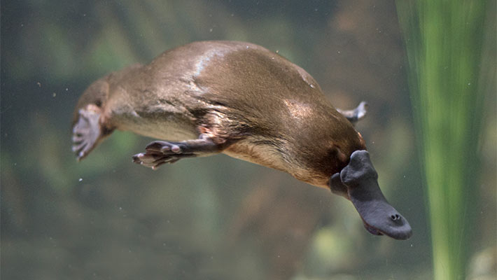 Platypus