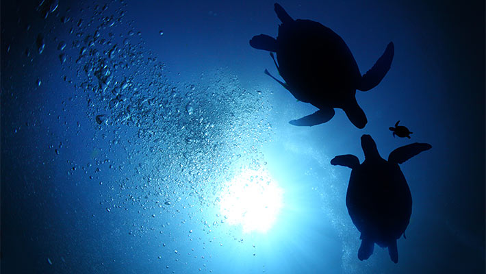 Marine turtles