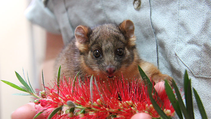 Ringtail possum