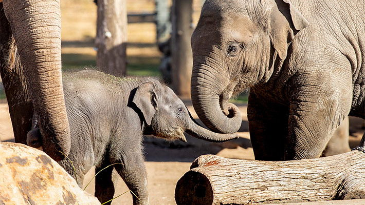 Elephant calf Kanlaya at Taronga Western Plains Zoo Dubbo