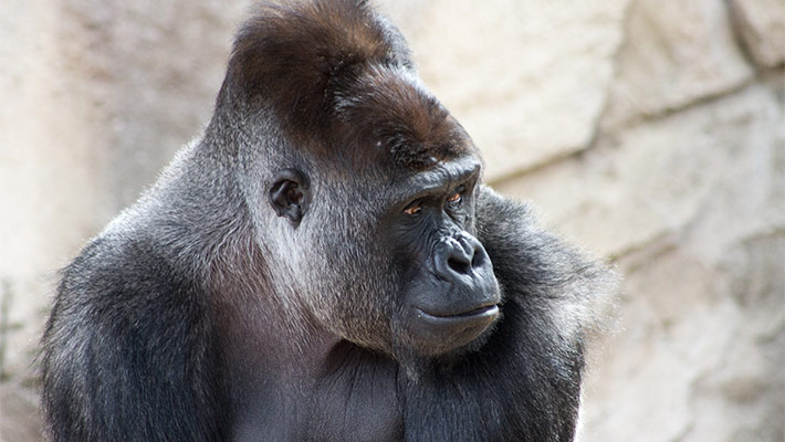 Western Lowland Gorilla