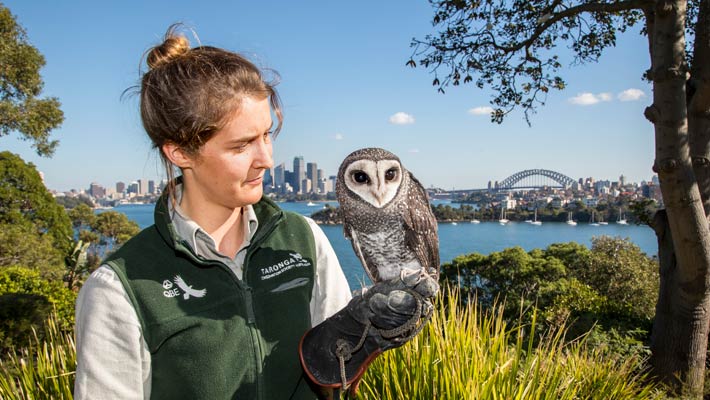 Sooty Owl with Keeper Karen