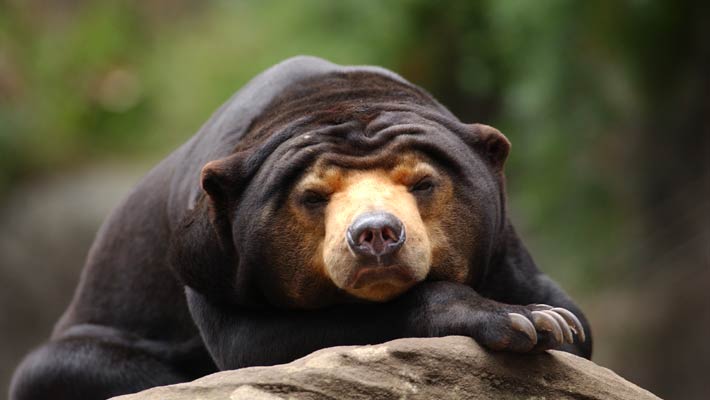 Sun Bear