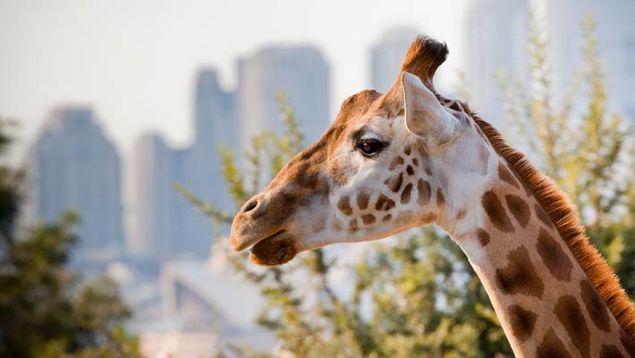 Giraffe at Taronga Zoo Sydney