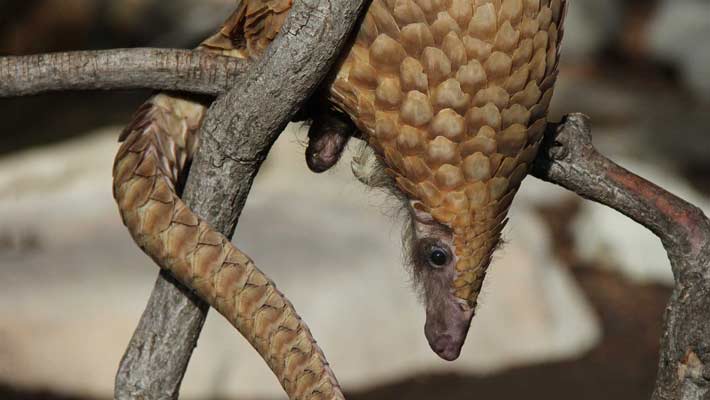 Sunda Pangolin