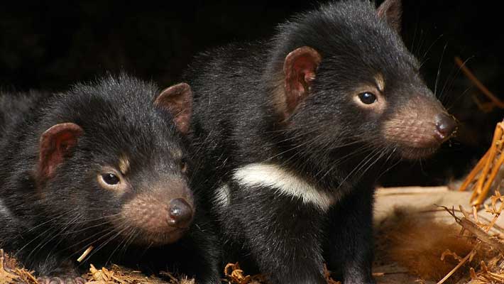 Tasmanian Devil joeys