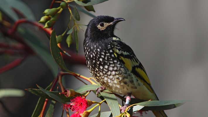 Regent Honeyeater