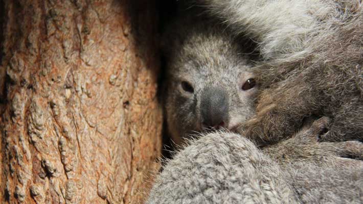 Koala joey