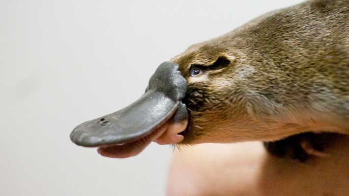 Platypus