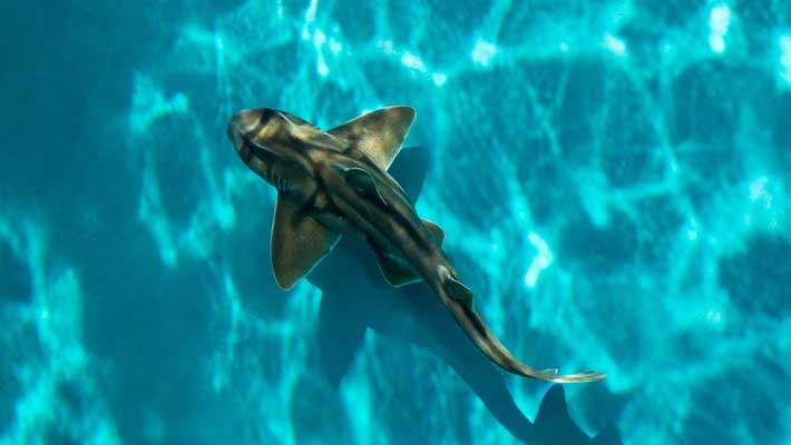 Port Jackson Shark