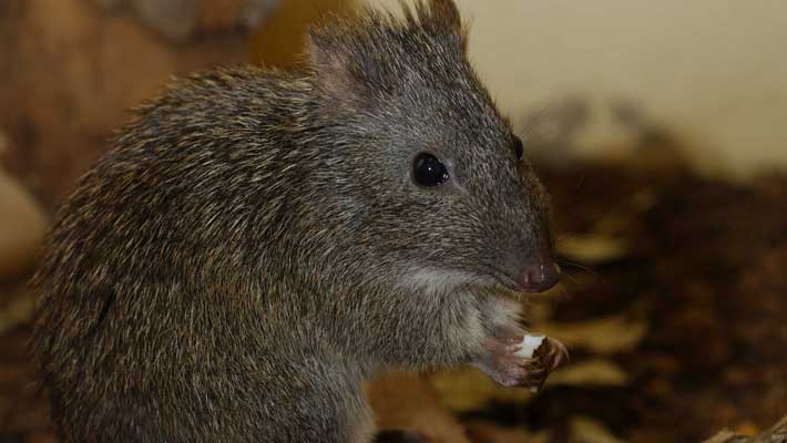 Long-nosed Potoroo