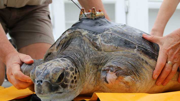 A sea turtle getting ready for release