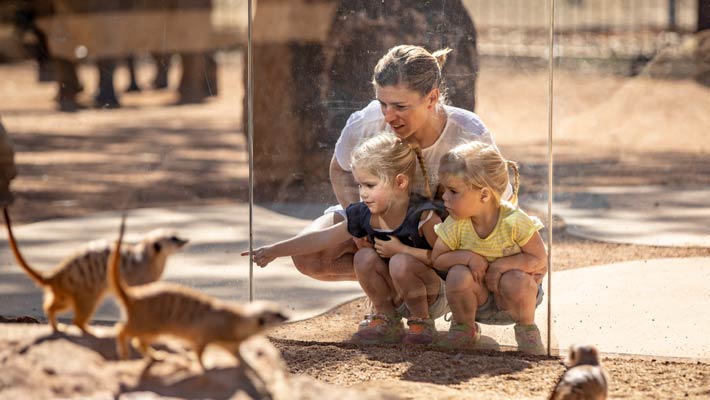 Meerkats at the Zoo