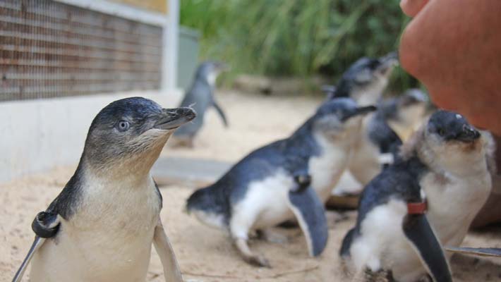 Little Penguin keeper talk