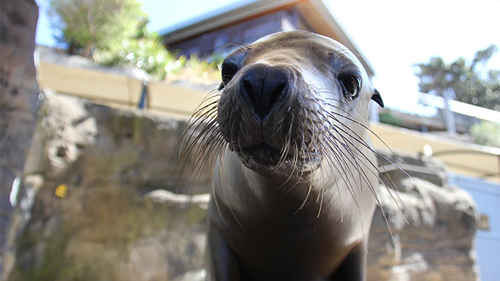 Maximus the Sea-lion. Photo: Paul Fahy