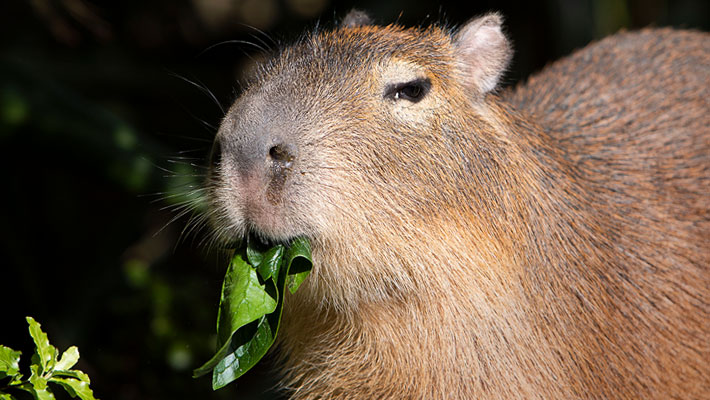 Capybara eating