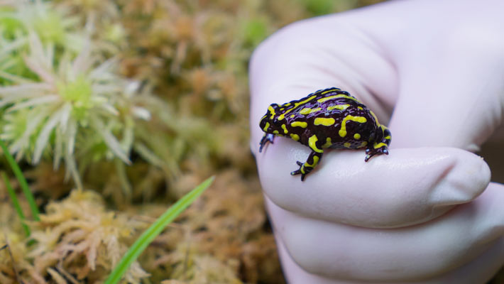 Southern Corroboree Frog