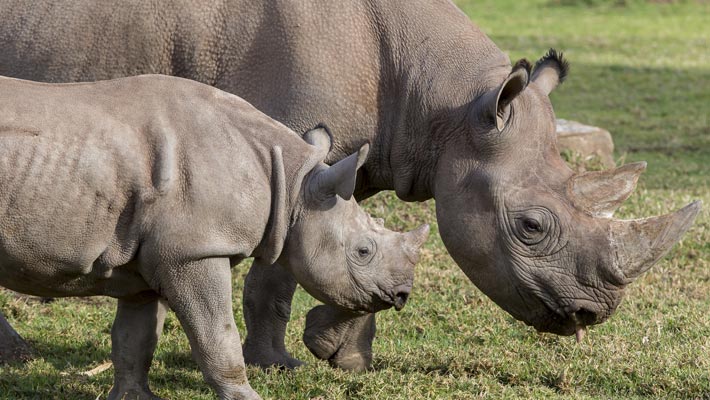 Black Rhino calf, Pampoen