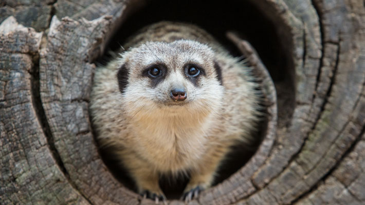 Meerkat