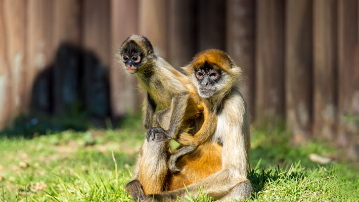 Spider Monkey baby Isadora and mother Jai