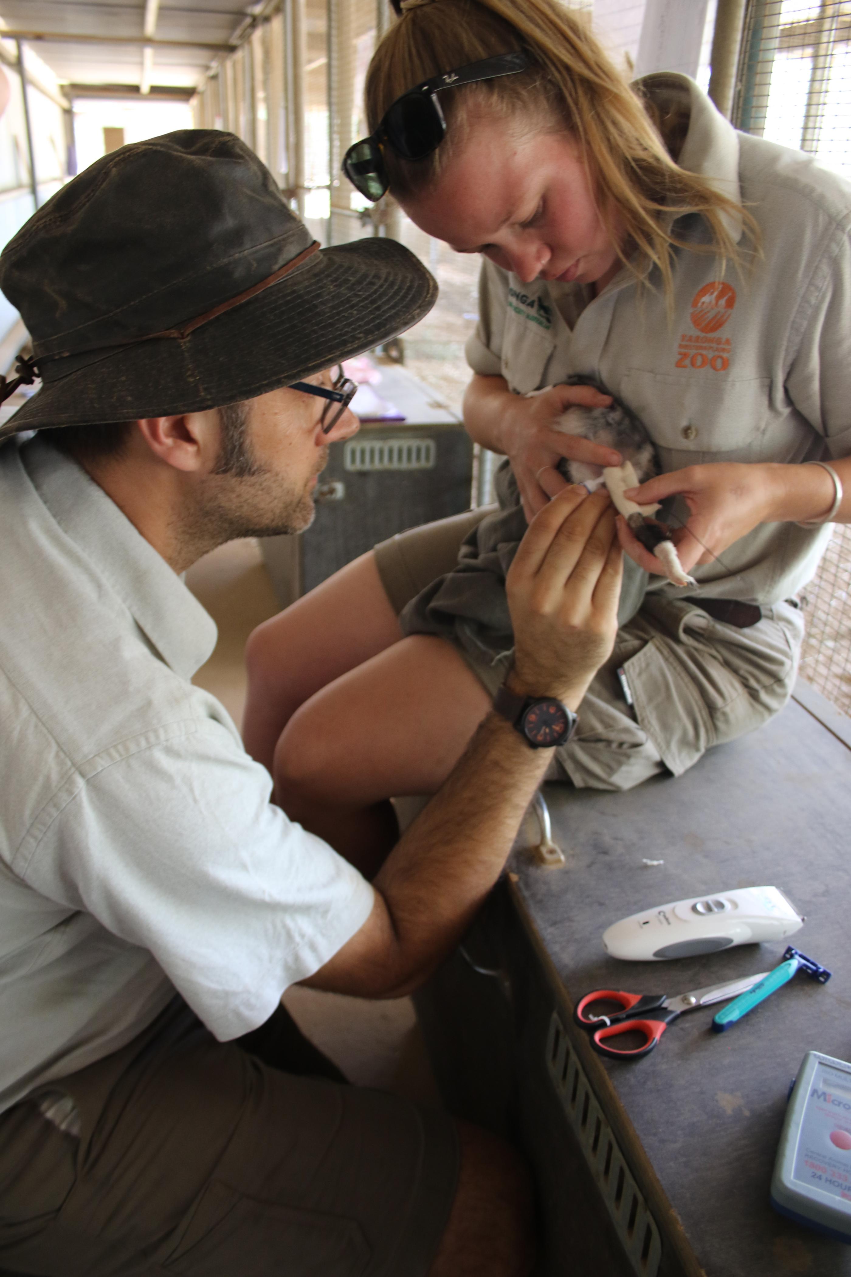 Bilby having a tracking monitor placed on its tail