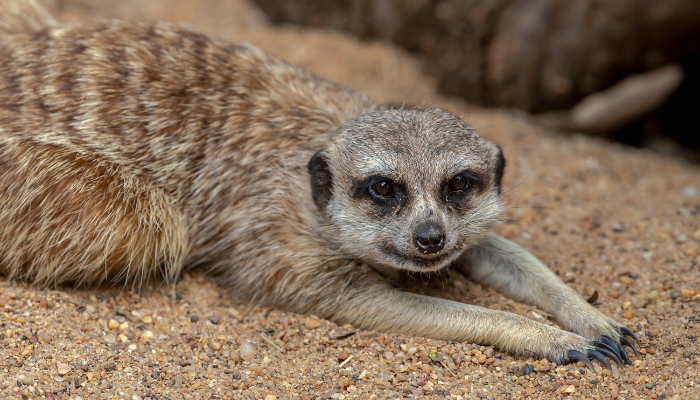 Meerkat at Taronga Western Plains Zoo. Photo: Rick Stevens