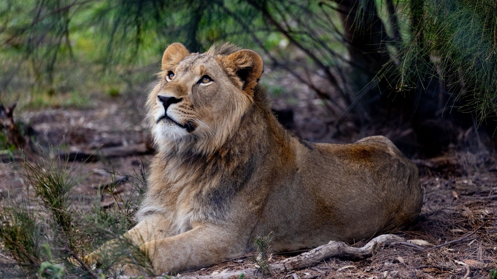 Pride Lands Patrol
