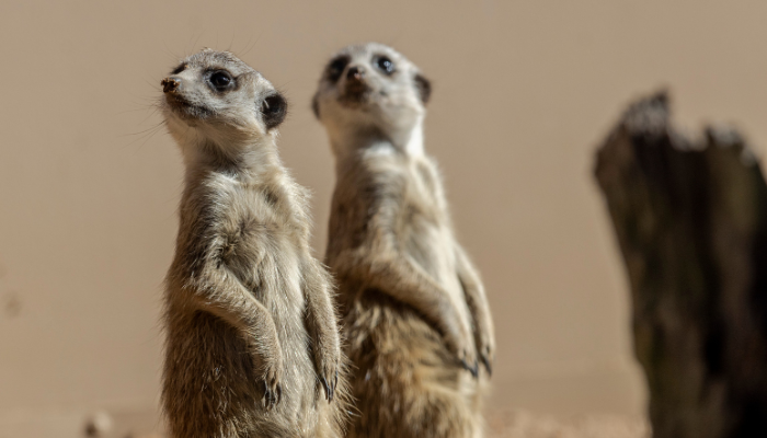 Meerkat at Taronga Western Plains Zoo. Photo: Rick Stevens