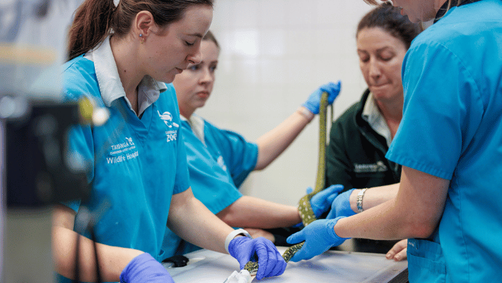 Diamond Python procedure at Taronga's Wildlife Hospital