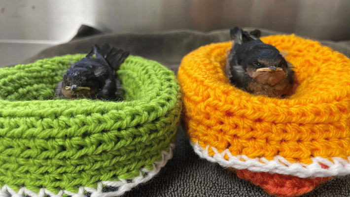 Rescued Swallow chicks