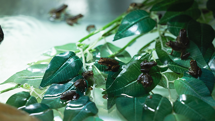 Booroolong Frogs