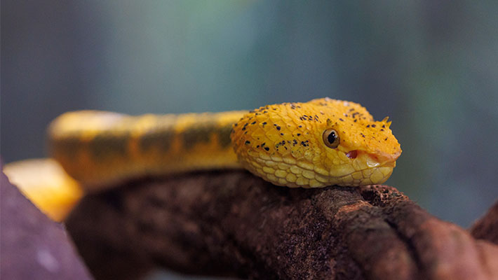 Central American Eyelash Viper at Taronga Zoo Sydney