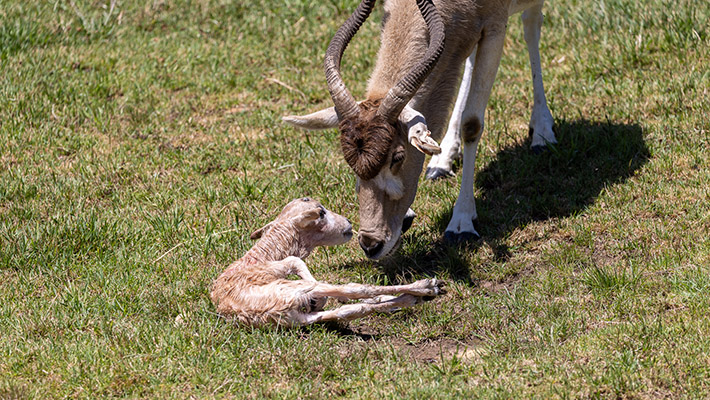 Addax calf at Taronga Western Plains Zoo 