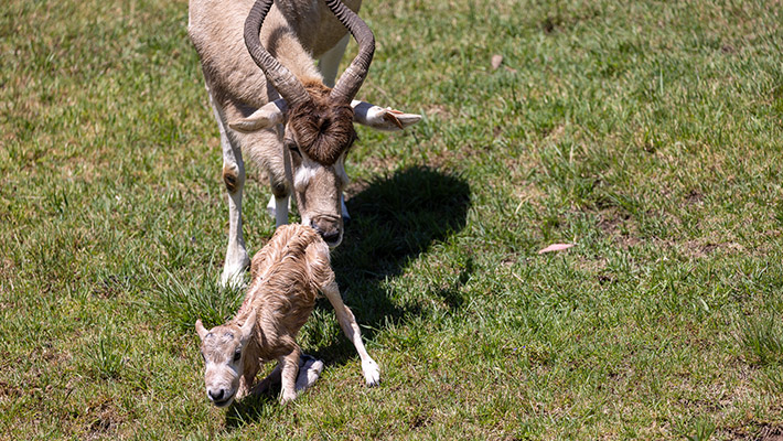 Addax calf at Taronga Western Plains Zoo 