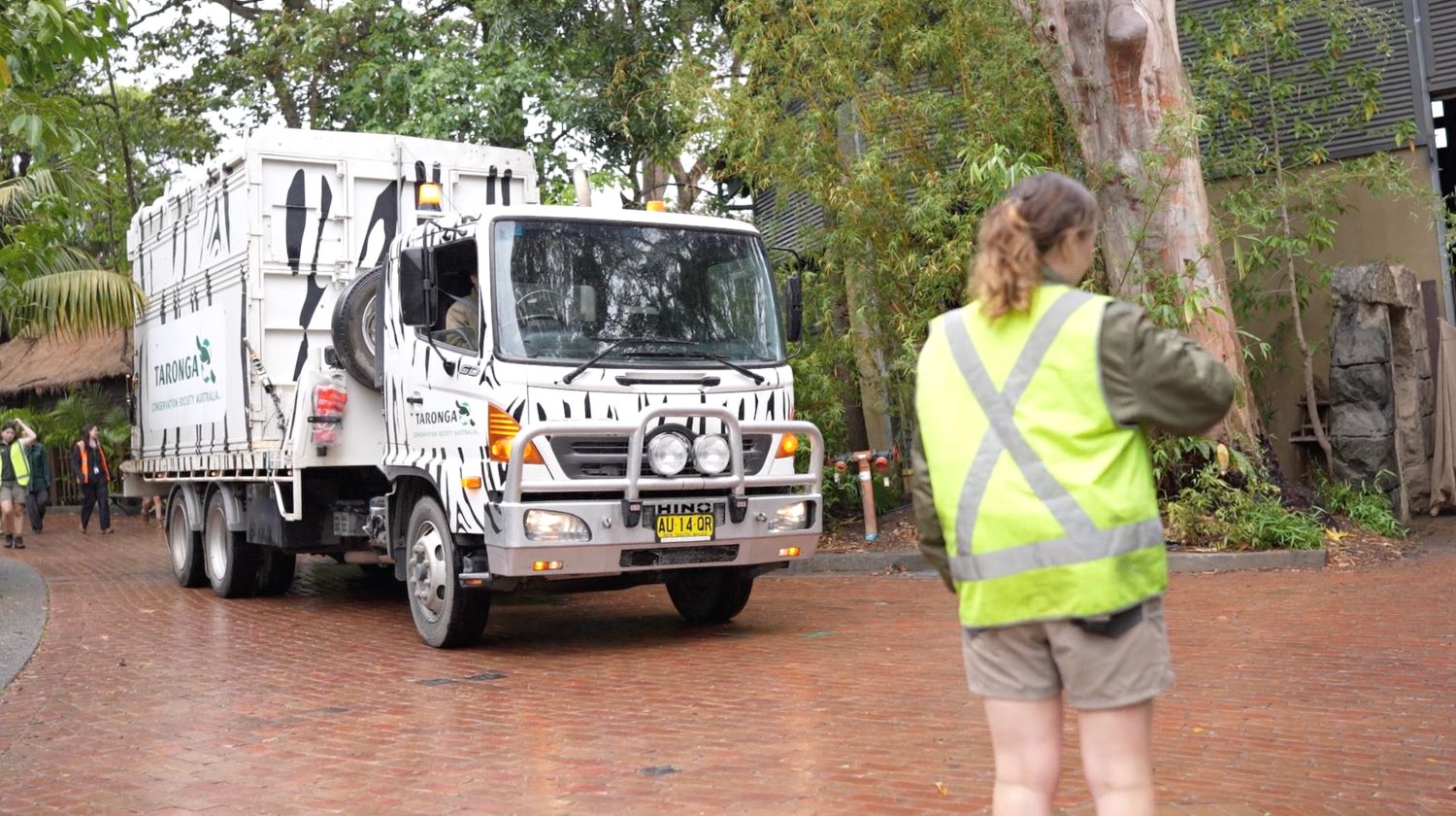 Asian Water Buffalo arrival