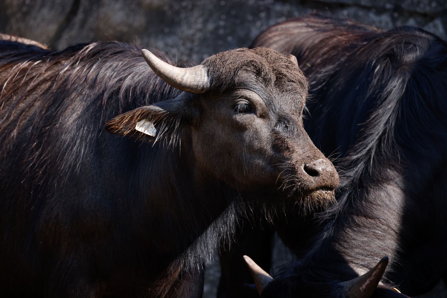 Asian Water Buffalo on habitat