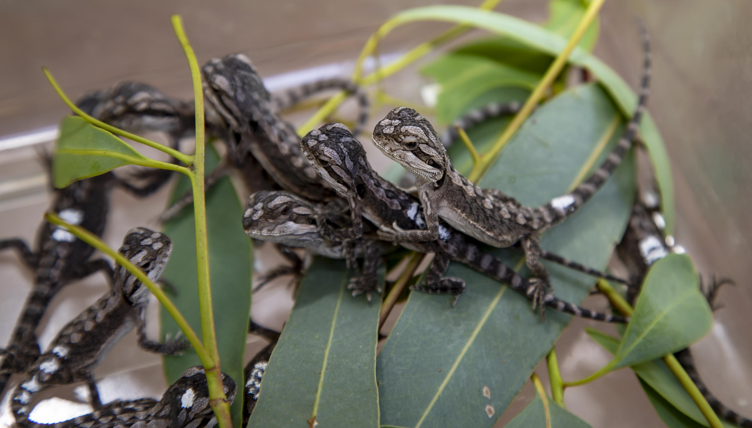 Baby Bearded Dragons ready to be released 