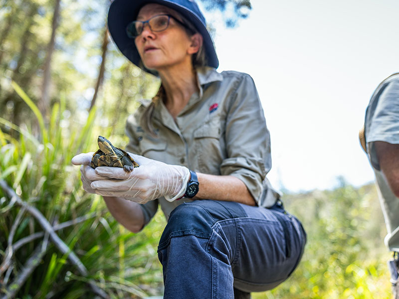 Bellinger River Turtle Release