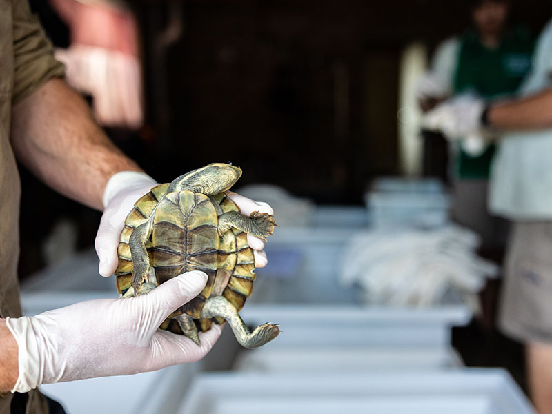 Bellinger River Turtle 