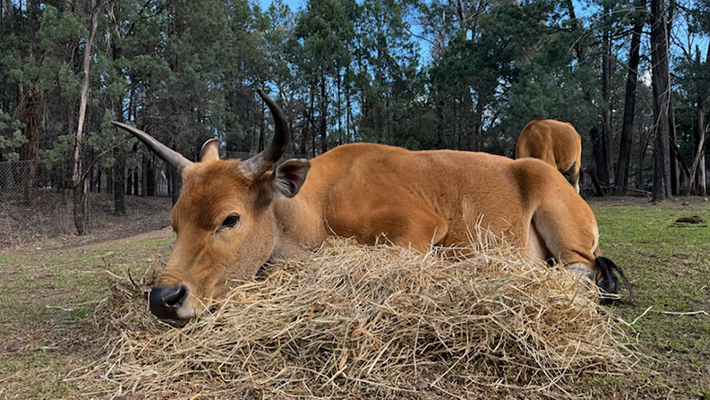 Bentang at Taronga Western Plains Zoo