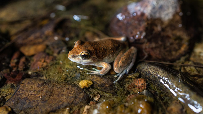 Booroolong Frog