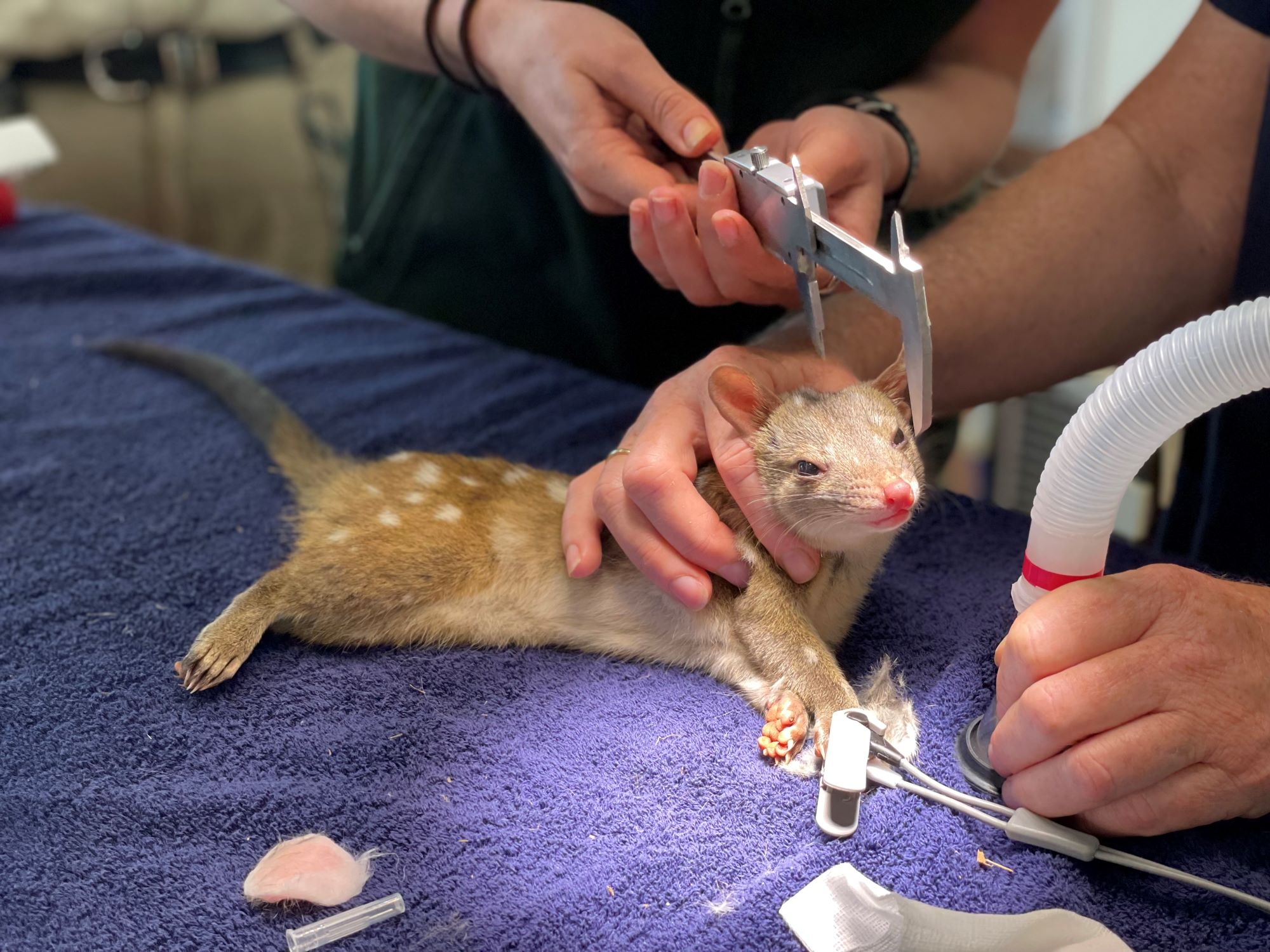 Chuditch gets health check at Taronga Wildlife Hospital prior to release