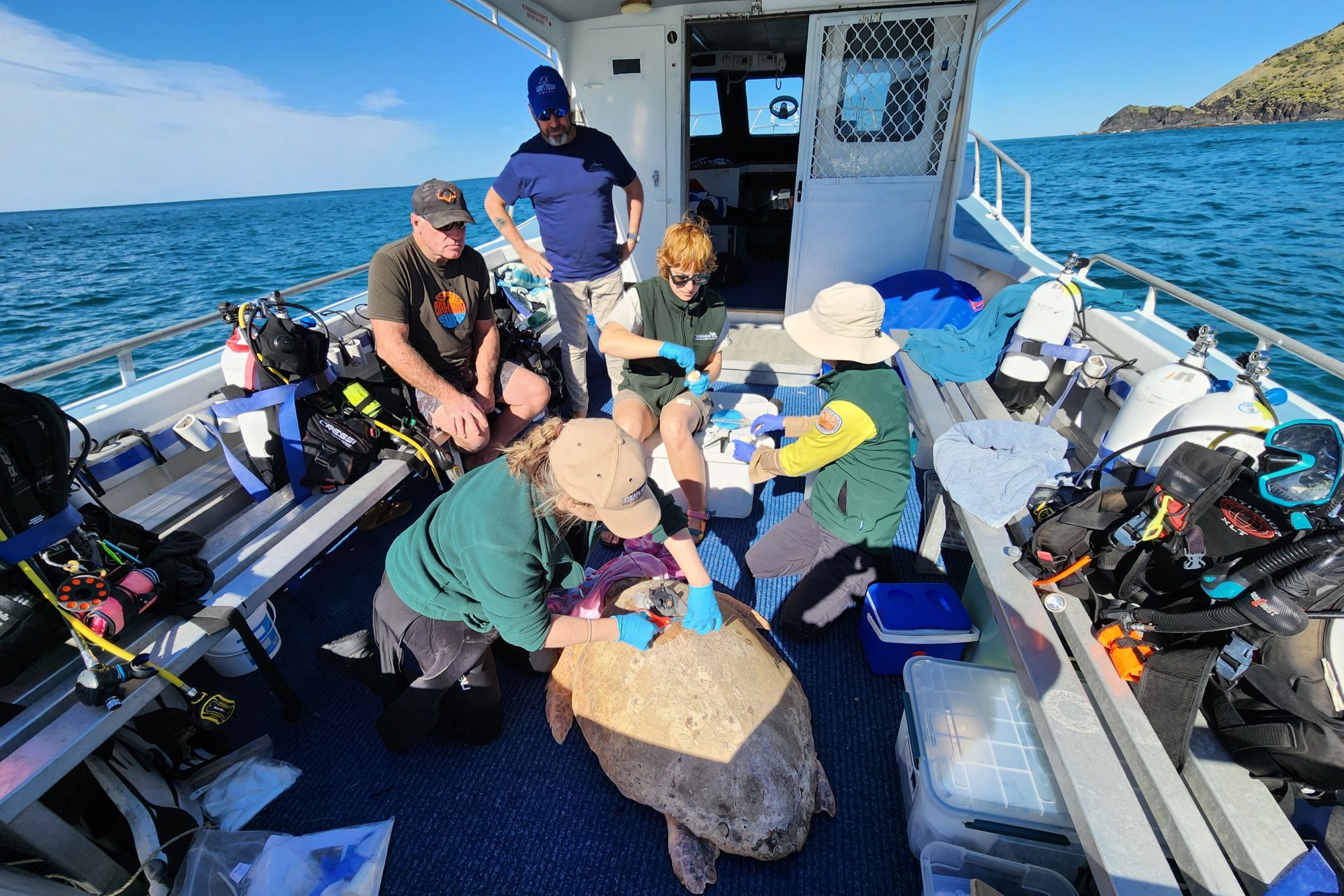 Taronga Conservation Society Australia and National Parks and Wildlife Services staff work to quickly and safely attach a satelite tracker to an adult loggerhead turtle