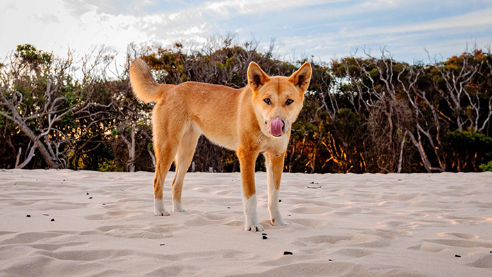 Dingo standing on White Sand 