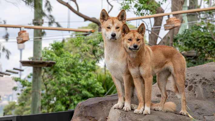 Warada and Kep Kep enjoying their new home