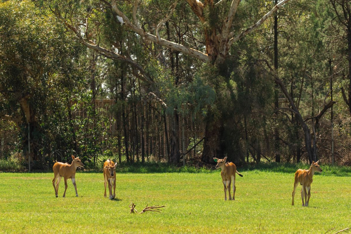 Eland calves at Taronga Western Plains Zoo