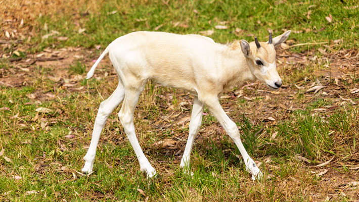 Four-week old Male Addax Calf