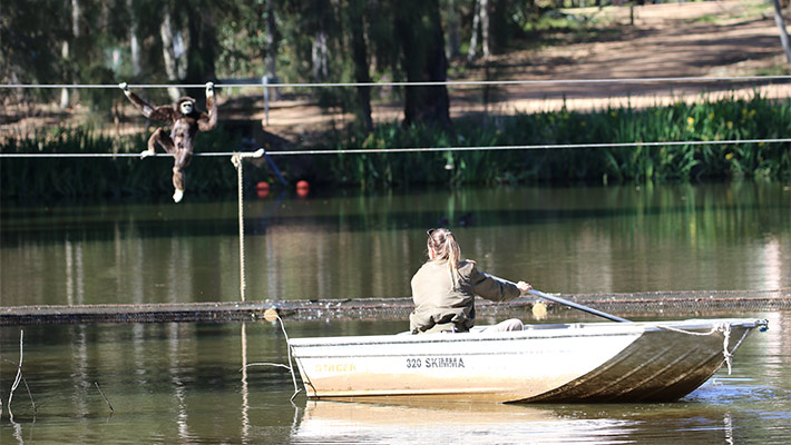 Keeper rowing out to Gibbon