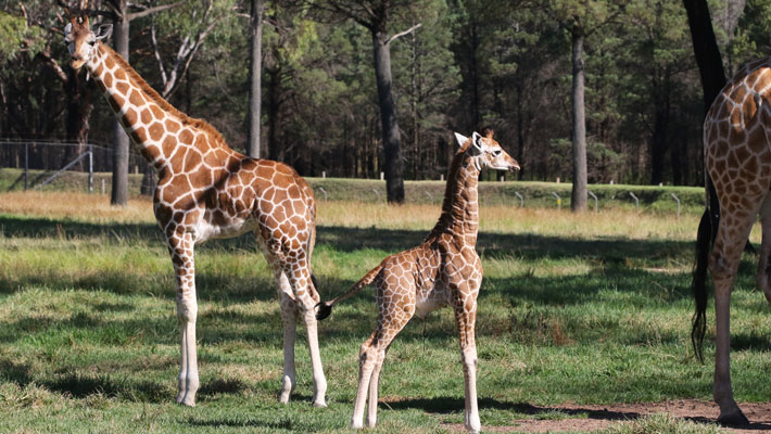 Giraffe Calf amongst herd 