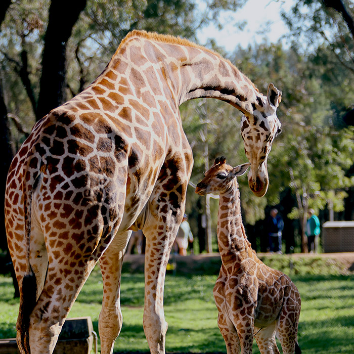 Taronga Western Plains Zoo's New Giraffe Calf 